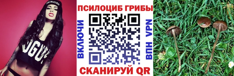Галлюциногенные грибы Psilocybe Саянск